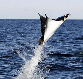 Manta birostris_09.jpg